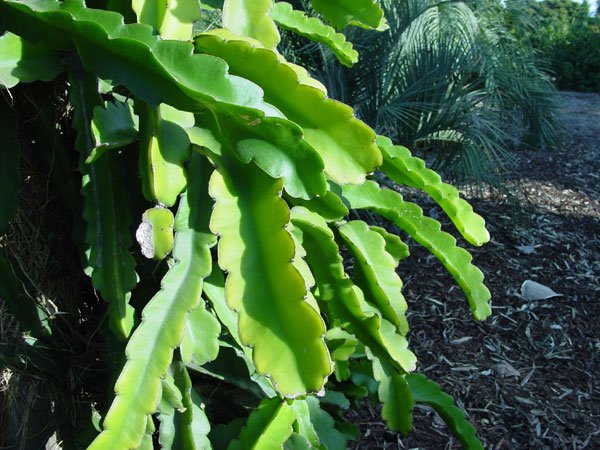 Hylocereus_undatus_1